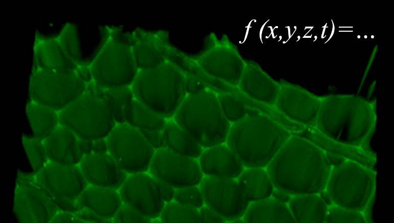 3D plant cell wall