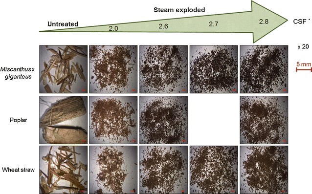 Steam exploded biomass