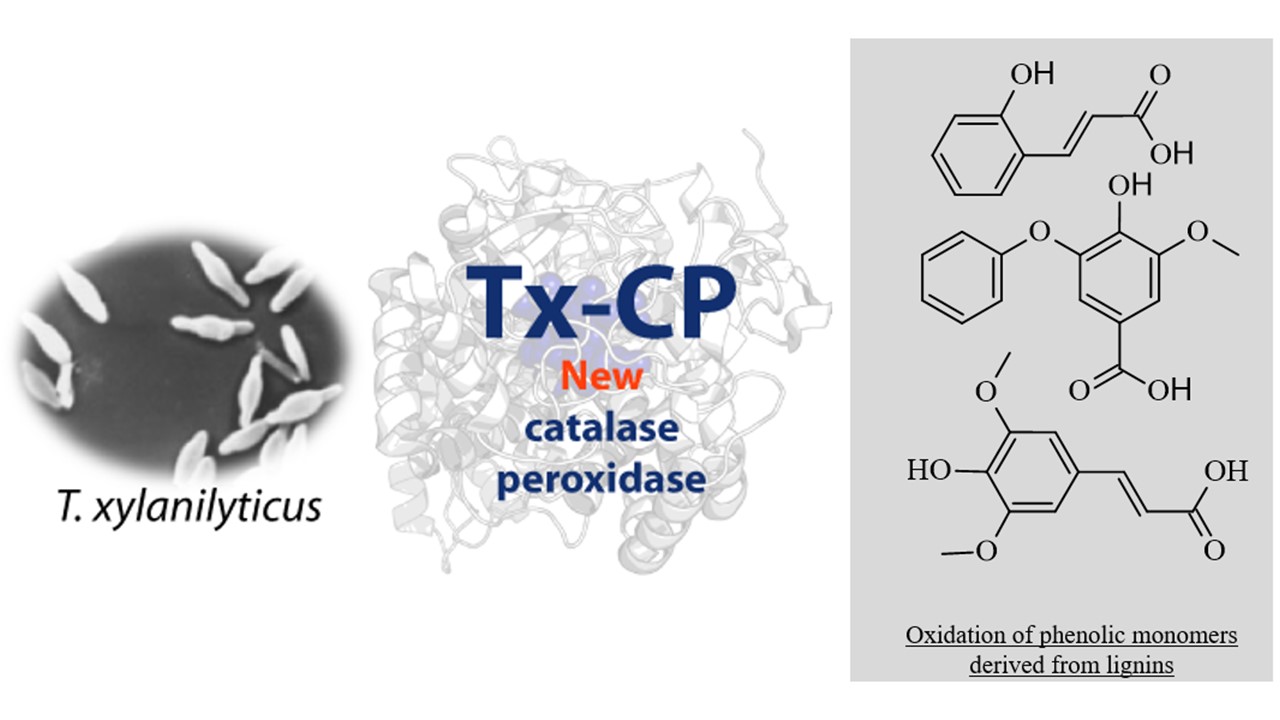 3 janvier 2023 - Identification and characterization of a new catalase-peroxidase from bacteria